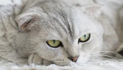 开云体育中国官网-体育新闻中心参与制定青少年体育发展标准，关于青少年体育的文件